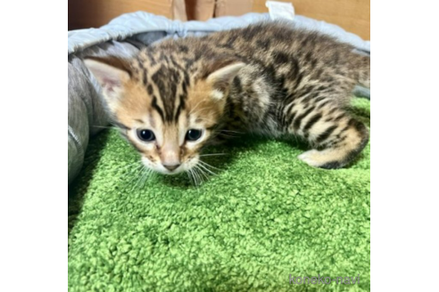 成約済の福岡県のベンガル-50176の5枚目